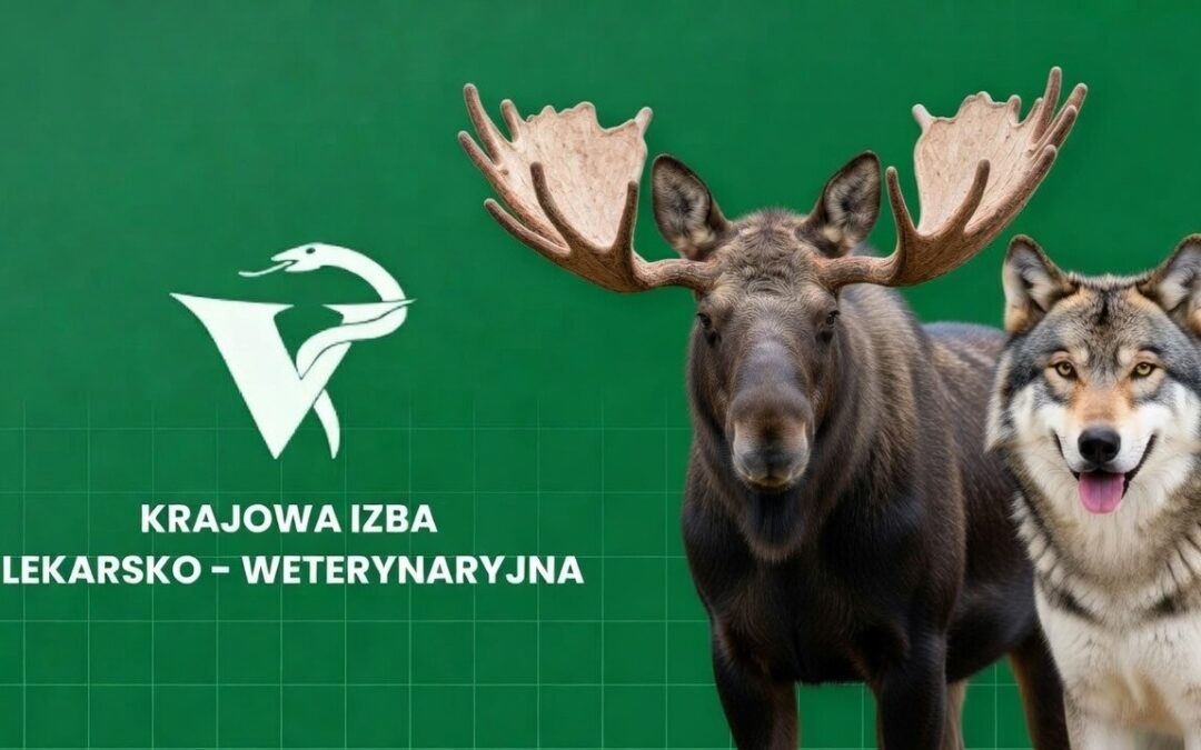 POSTĘPOWANIE W PRZYPADKU KONIECZNOŚCI UDZIELENIA POMOCY ZWIERZĘCIU POSZKODOWANEMU W WYPADKU DROGOWYM